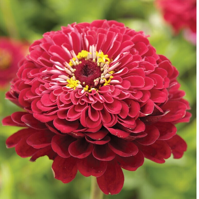 Zinnia Variety: Giant Orange, Giant Golden Yellow, Giant Deep Red, Giant White