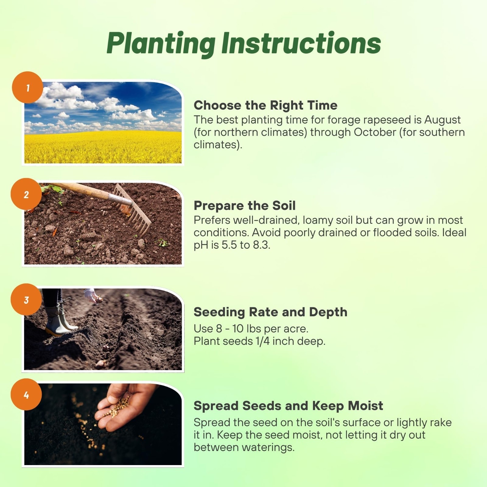 Forage Rape Seed – 10 Lbs Heat, Cold & Drought-Tolerant Brassica Seed for Deer &