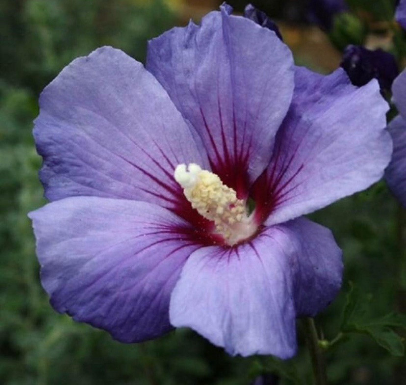 Hibiscus Rose of Sharon~30 Seeds~Blue Bird~Hardy Perennial Shrub~Purple Flowers