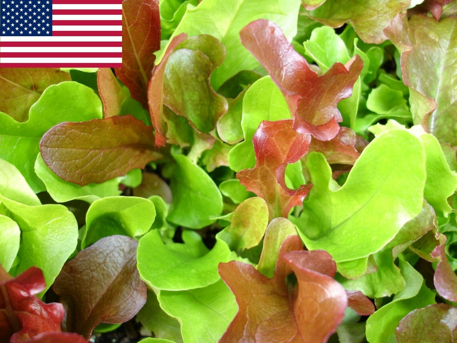 Mesclun Lettuce Seeds- 1,000+ 2021 Seeds Max. Shipping $1.69