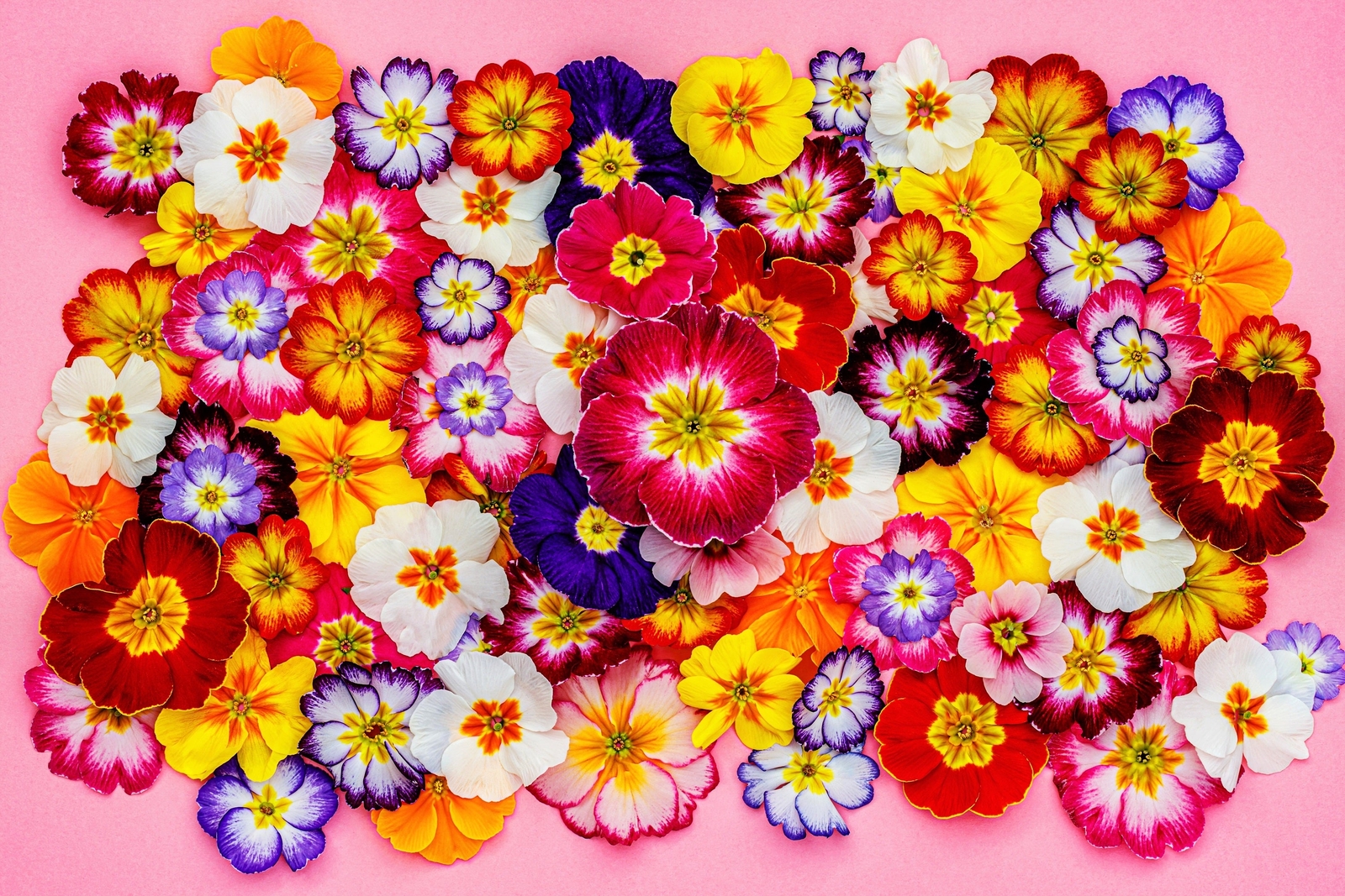 50 MIXED ENGLISH PRIMROSE Primula Vulgaris Acaulis Shade Houseplant Flower Seeds