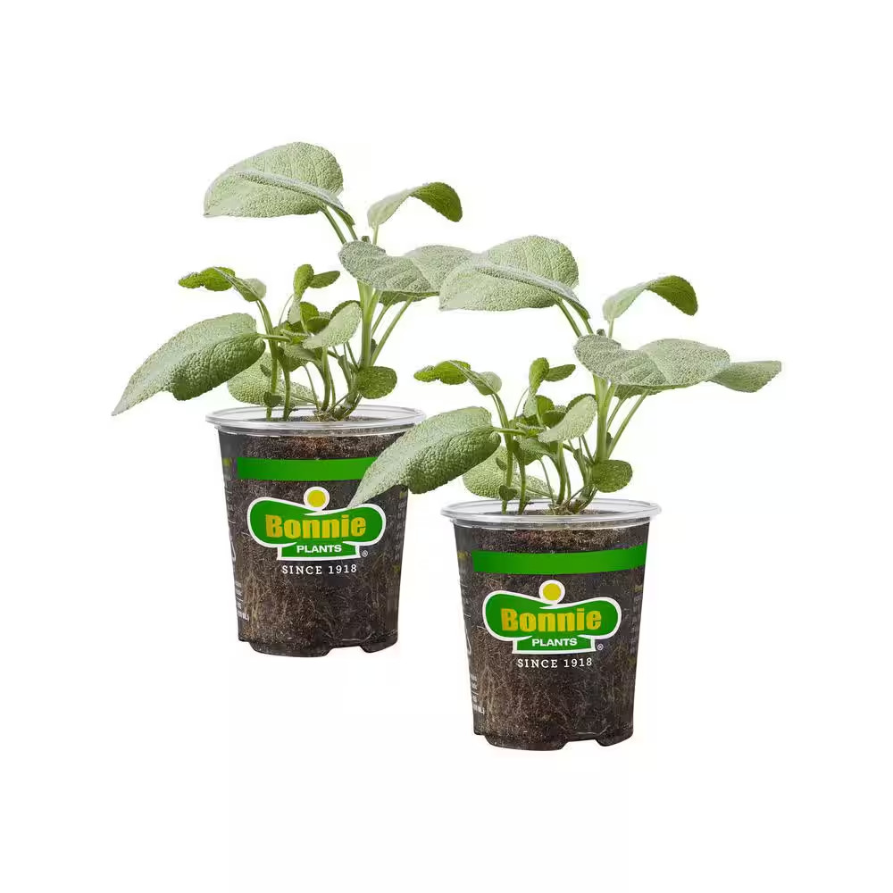 19 Oz. Garden Sage Herb Plant (2-Pack)