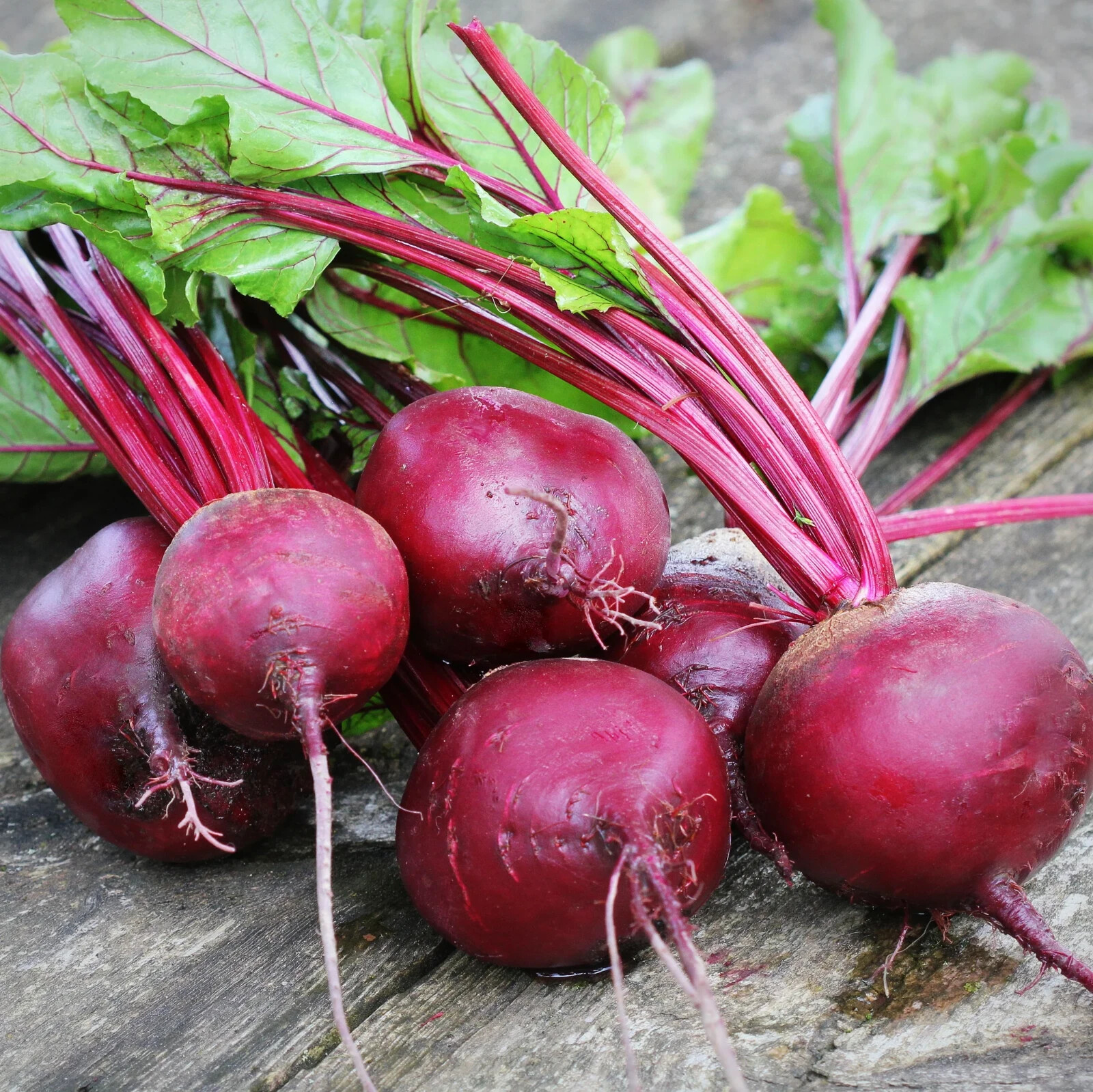 400+ Seeds Beetroot Detroit Dark Red Beet(Beta vulgaris) Vegetable Free Ship #20