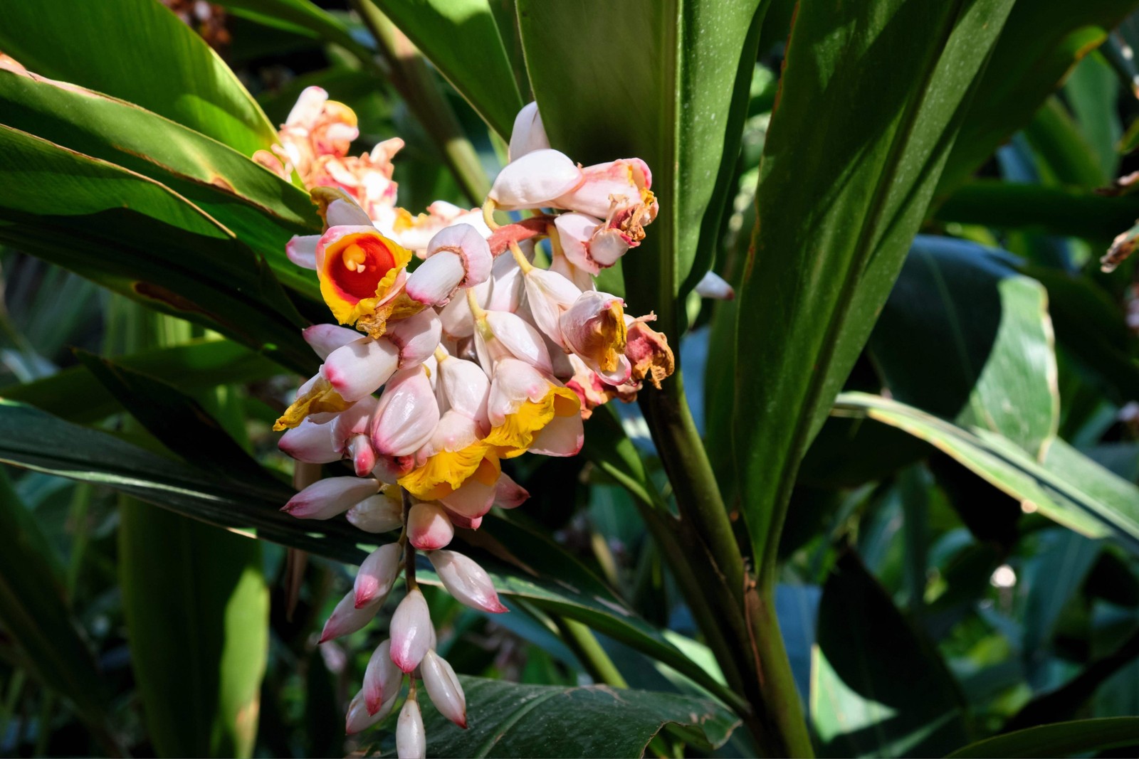 5 KAT GINGER Pink & Yellow Shell Alpinia Katsumadai Hayata Flower Herb Seeds