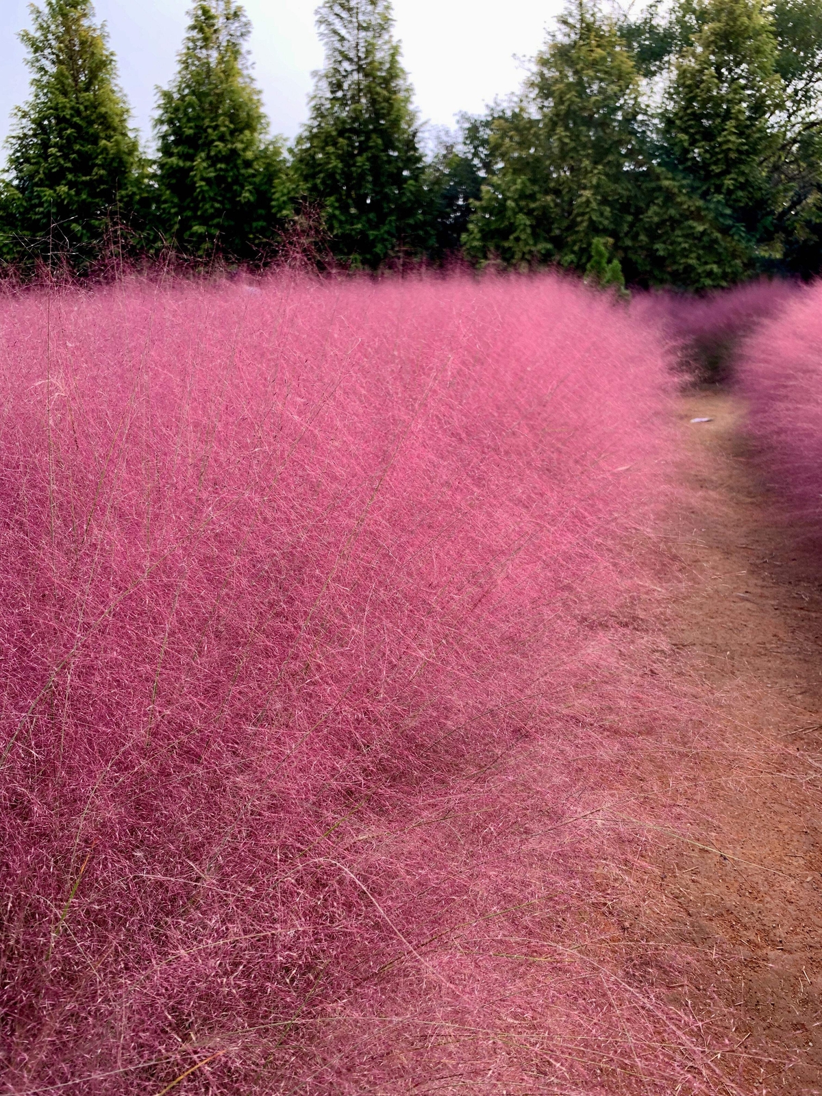 40 PINK MUHLY GRASS Cotton Candy Grass Muhlenbergia Capillaris Native Seeds