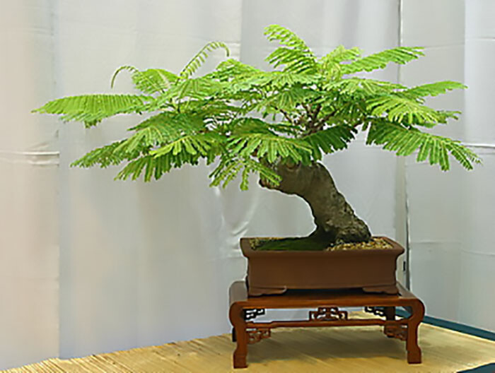 Royal Poinciana, Delonix regia, Tree Seeds