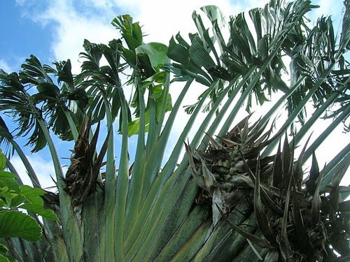 Ravenala madagascariensis | Traveller’s Palm | 5 Seeds