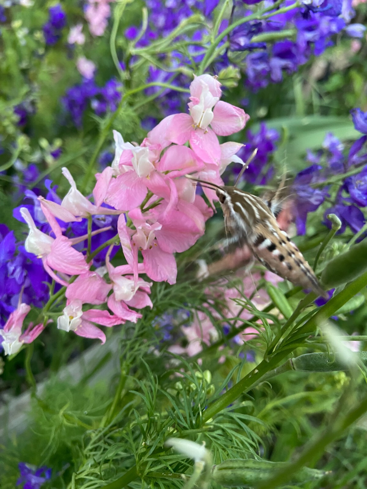 LARKSPUR SEEDS -50 Fresh Seeds – Mixed Colors – GORGEOUS Blooms!! FREE Shipping