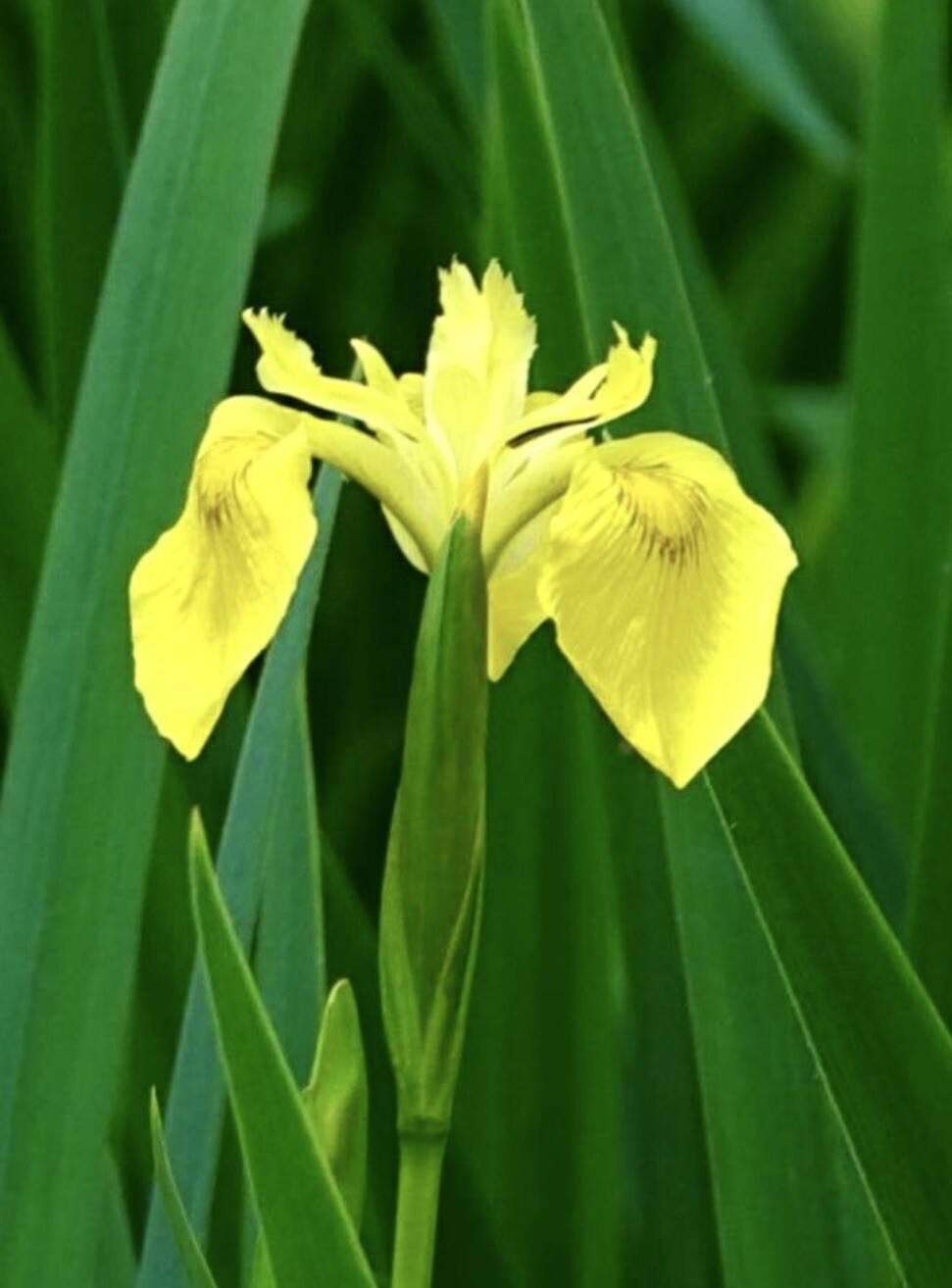 Yellow Flag Iris, Water Iris, Iris Pseudacorus – 30 Seeds 2024 – USA
