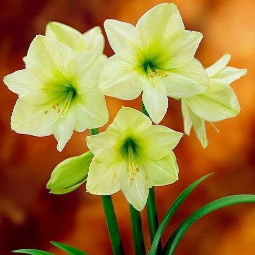 Lemon Star Double Flowering Amaryllis Spectacular Flower Bulb, Check our Store