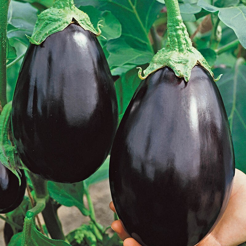 100+ Black Beauty Eggplant Seeds – Heirloom – Organic – NON GMO — FRESH