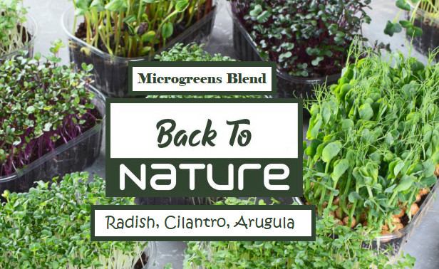Radish, Cilantro, Arugula Microgreens Assortment – Grow Your Own Microgreens