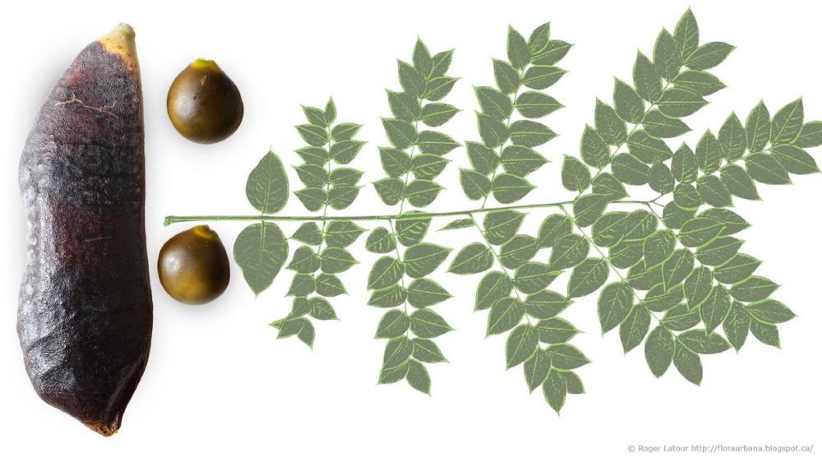 Kentucky Coffeetree (Gymnocladus dioicus) 1-2 year old plant 8-12″ tall
