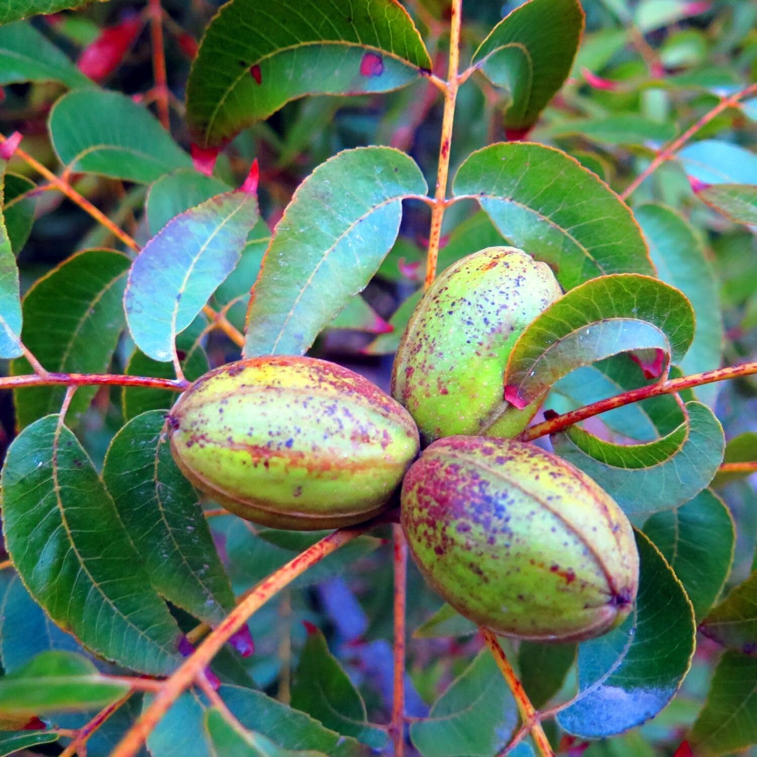 Northern Sweet Pecan Tree Seeds/Nuts (Carya illinoinensis) Hardy-Zone 5 Edible