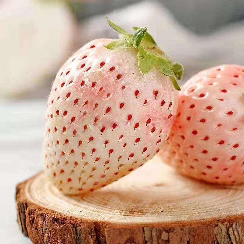 100+White Strawberry Seeds Pineberry Hula berry Alpine berry Container GardenUSA