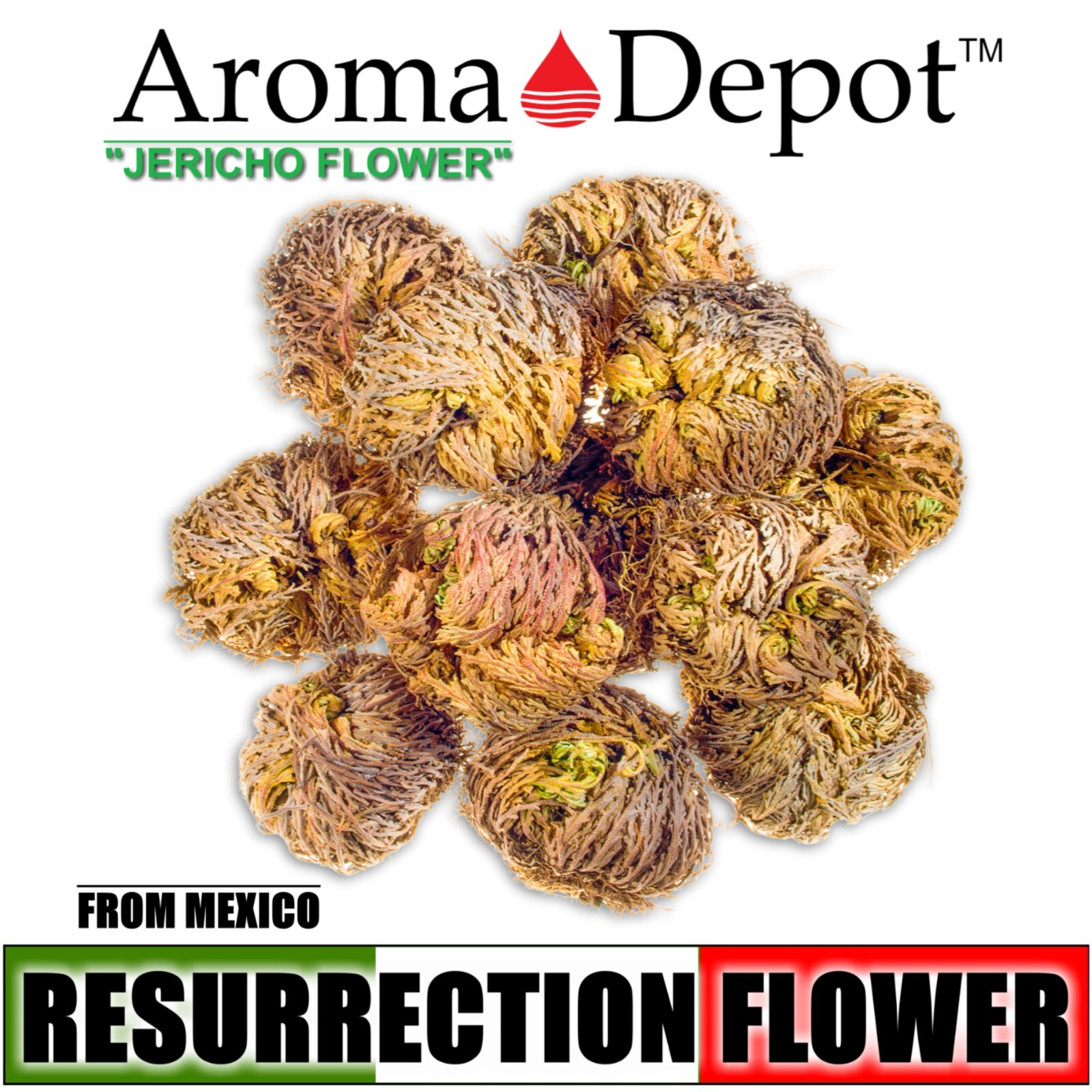 Rose of Jericho Flower Resurrection Rose Flor de Peña Selaginella Lepidoph Plant