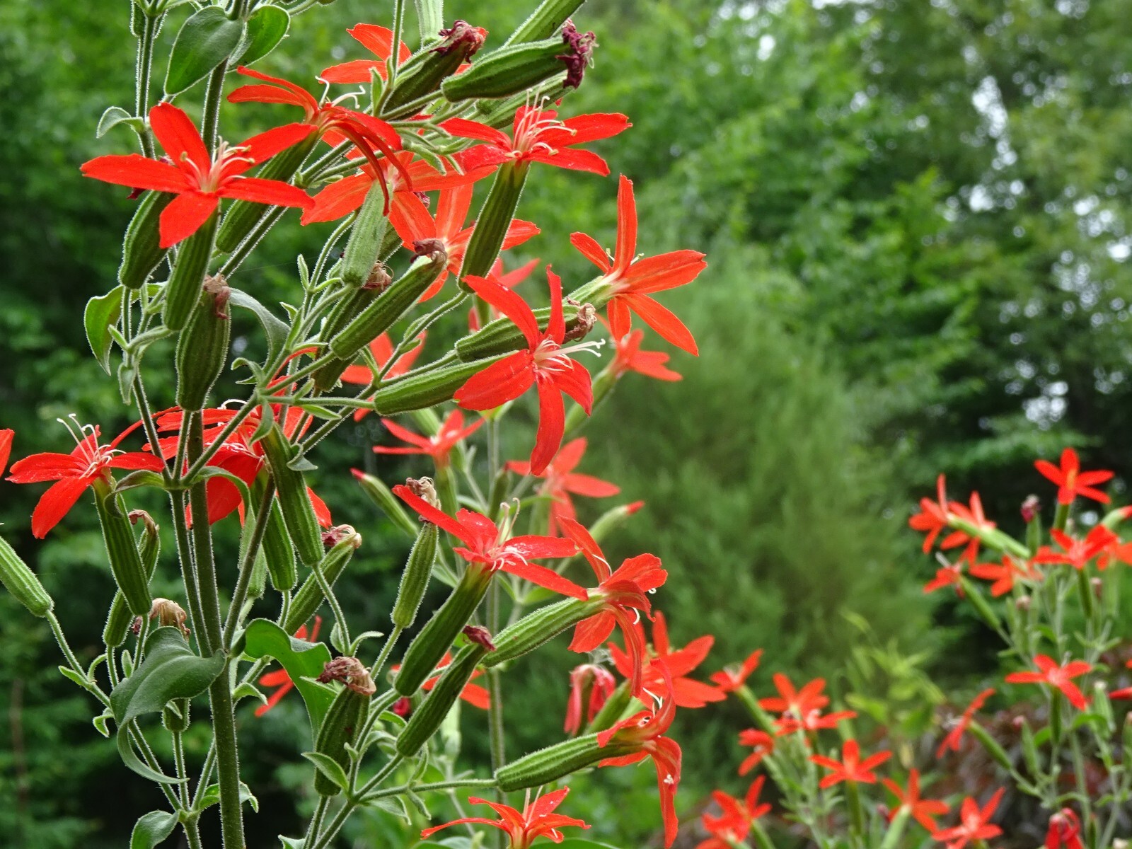 Royal catchfly Silene regia Native Perennial 20 seeds from 2024 for Hummingbirds