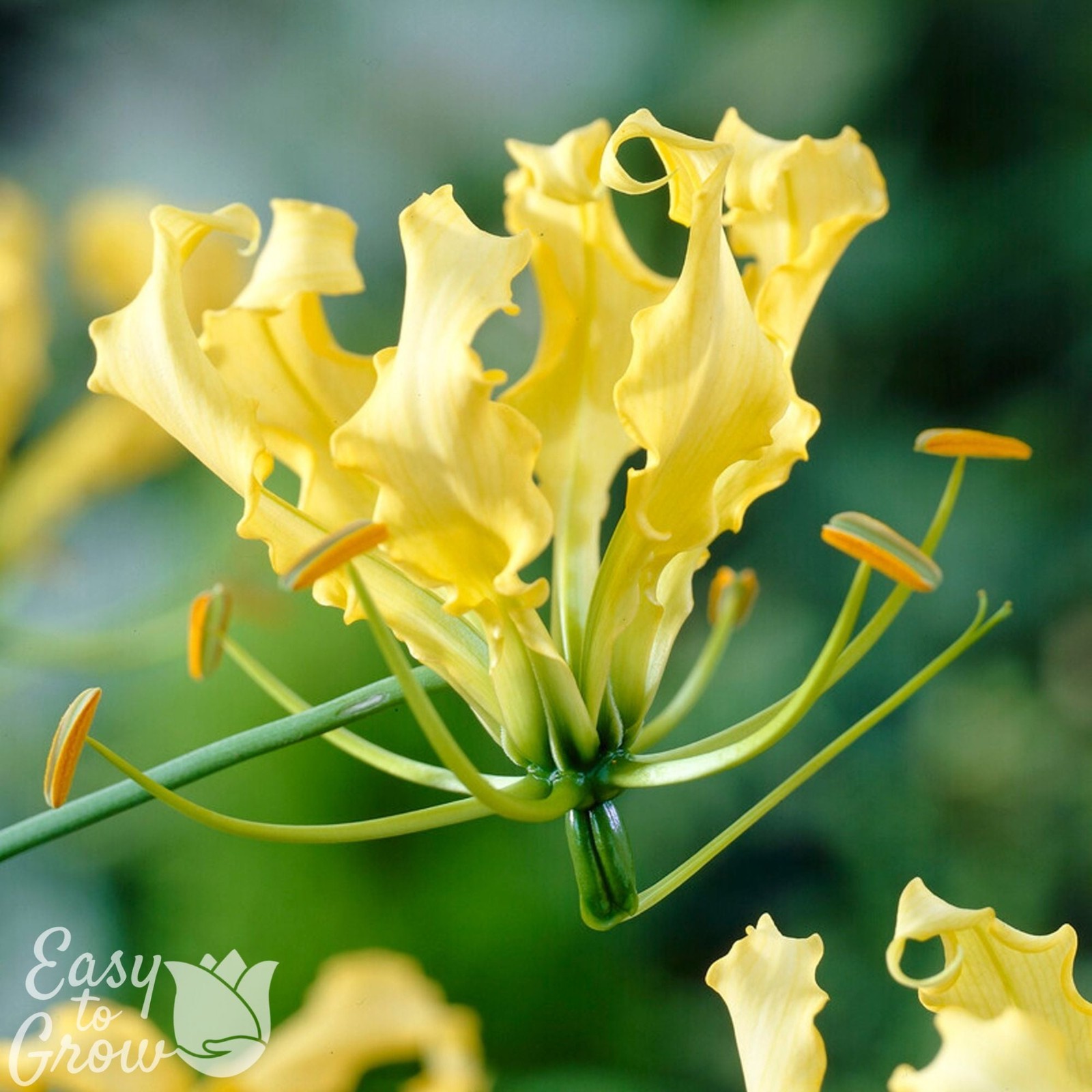Gloriosa Lutea 3 Plant Tubers – Summer Exotic Yellow Flowers, Fast Growing Vine