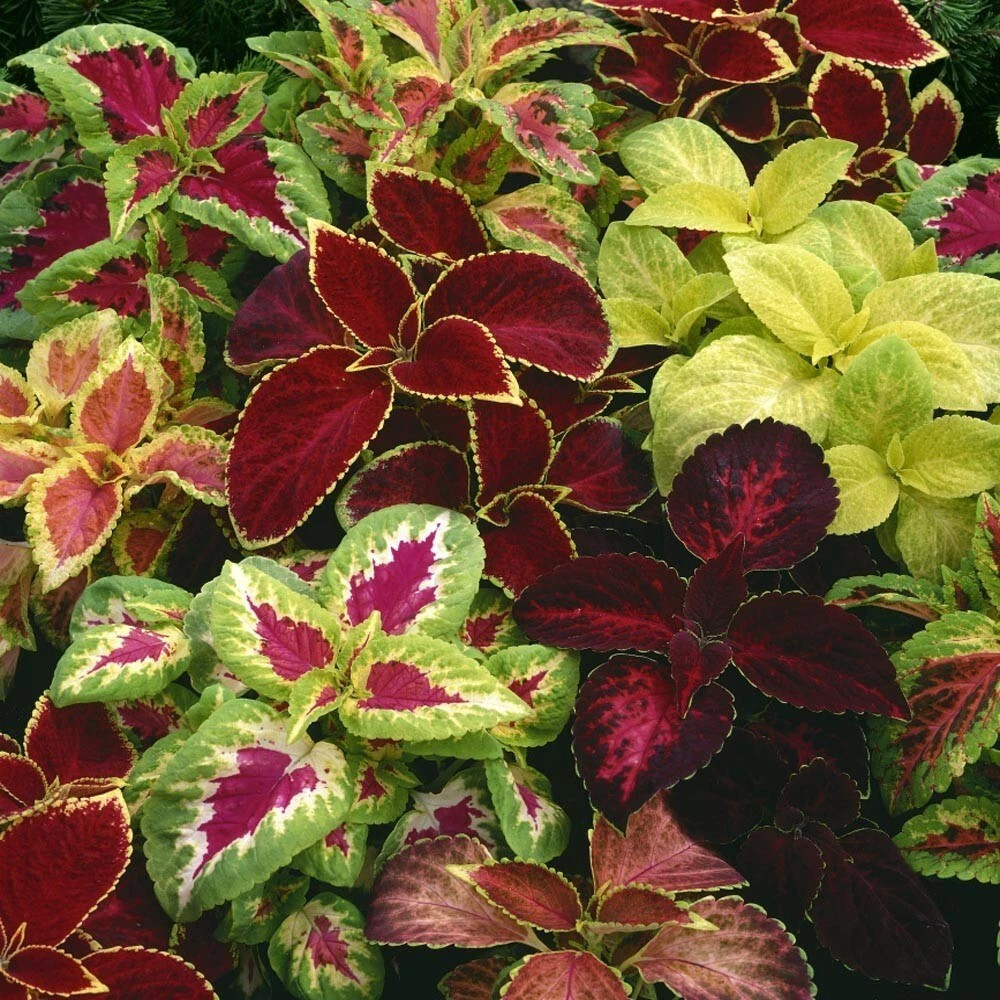 1000+ Coleus Seeds — Rainbow Mix —— COLORFUL MIX ——- FRESH