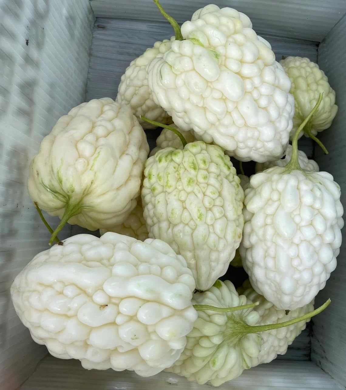 White Apple Bitter Melon Seeds (Momordica charantia) | Heart-Shaped White Karela