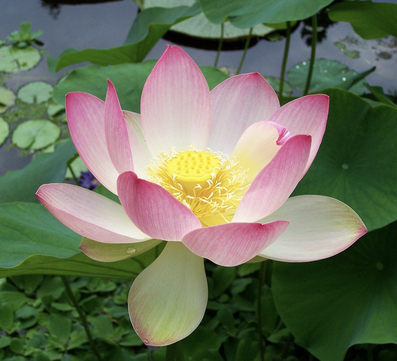 5 Pink Lotus SEEDS | Nelumbo Nucifera | USA Seller