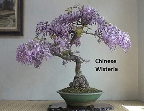 Flowering Bonsai Tree Seeds Bundle – 3 Types, All Flowering Tree Seeds, Vibrant