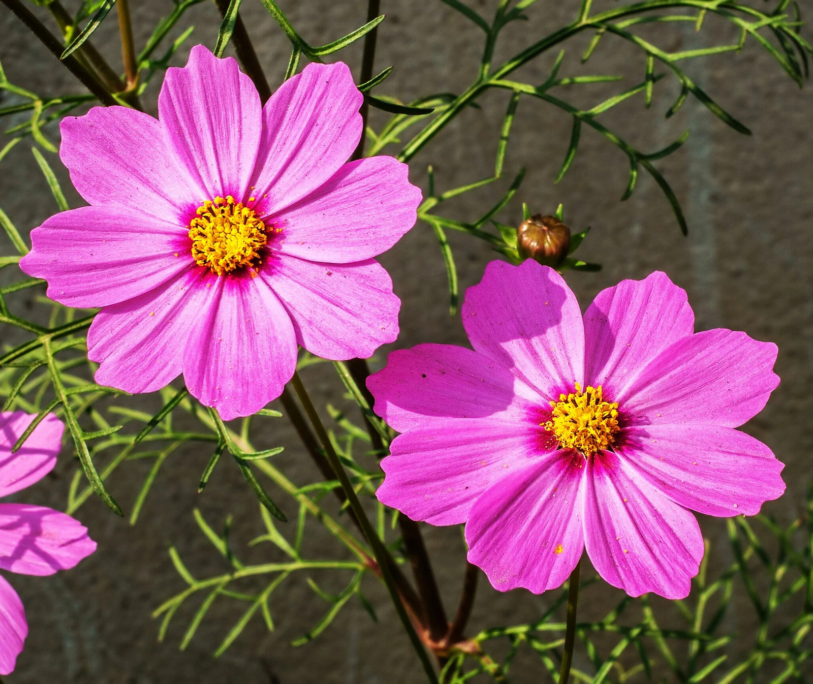 Pink Early Summer Cosmos (Dwarf) Seeds – For 2026 Planting Pink Wildflower