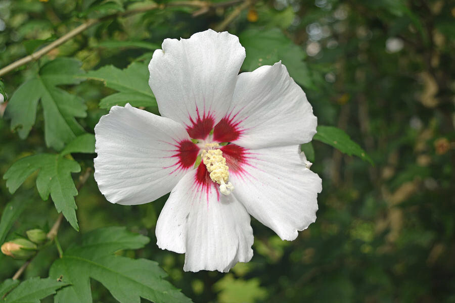 🌼Flower Seeds🌼Rose Of Sharon🌼50+ Seeds🌼 Free Shipping!🌼White w/ Pink Center