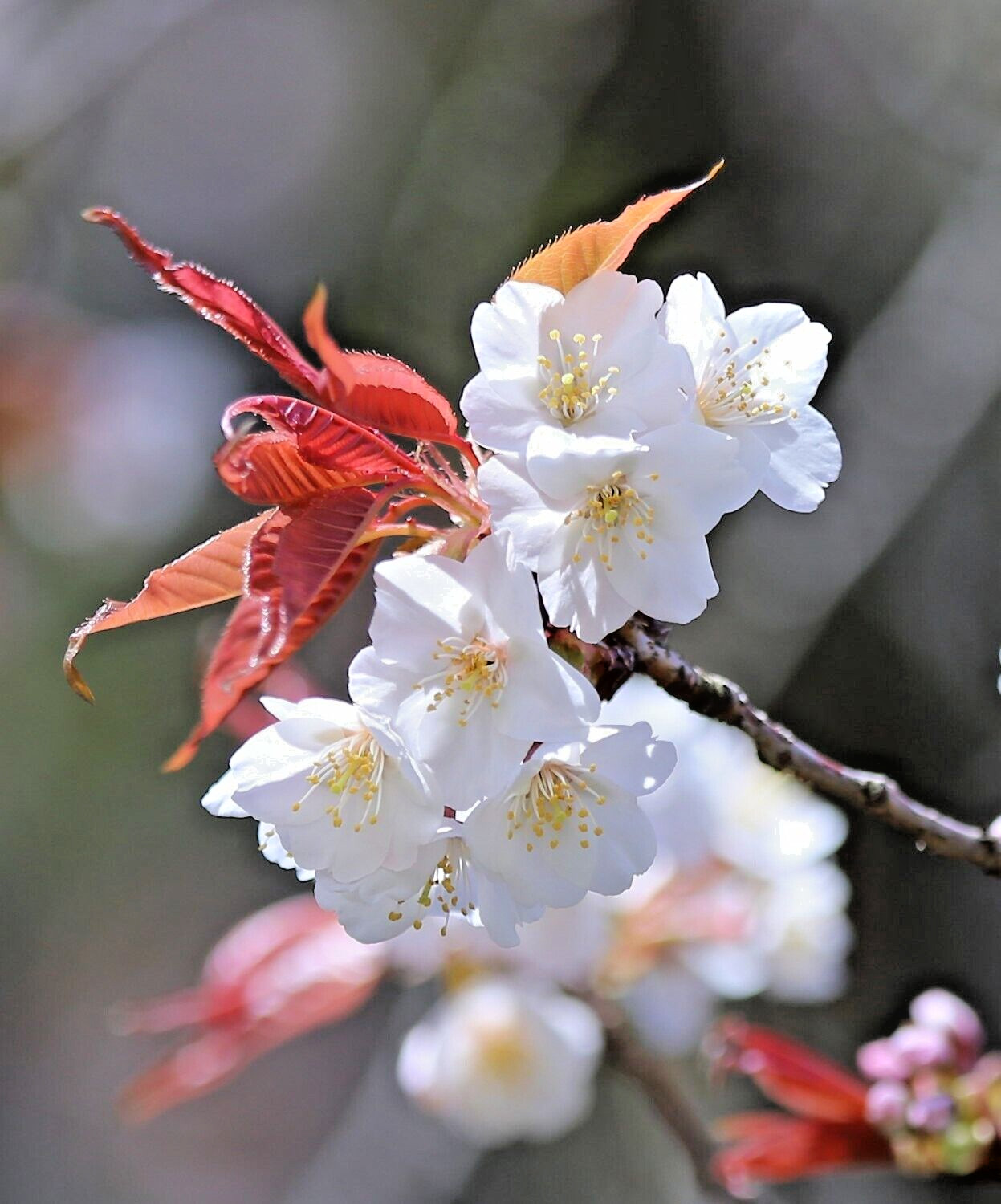 Japanese Sakuranbo Cherry | Premium Seeds | Prunus serrulata Spontanea | Plants’