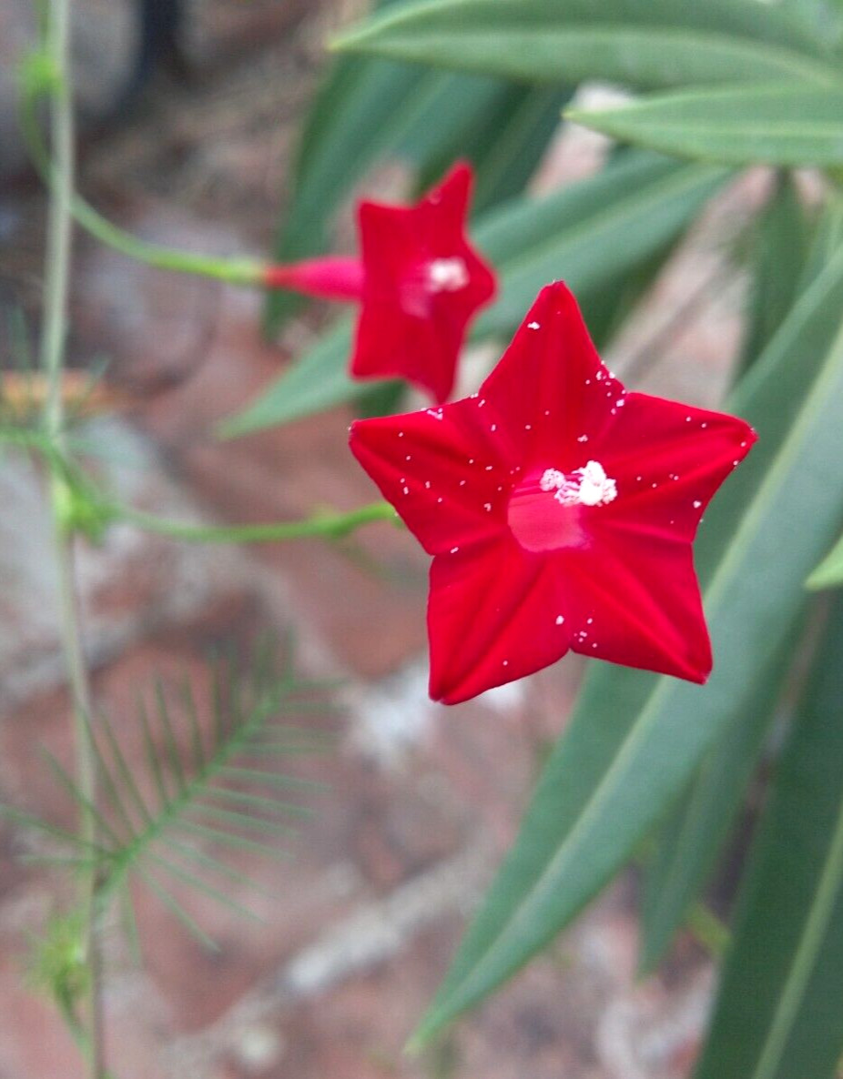50+ CARDINAL CLIMBER SEEDS HUMMINGBIRD VINE RARE BEES FLOWER BLOOMS TRELLIS USA