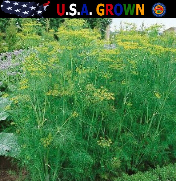 1oz Bouquet Dill Seeds Anethum Graveolens Herb Heirloom (Approx 20,000 Seeds)