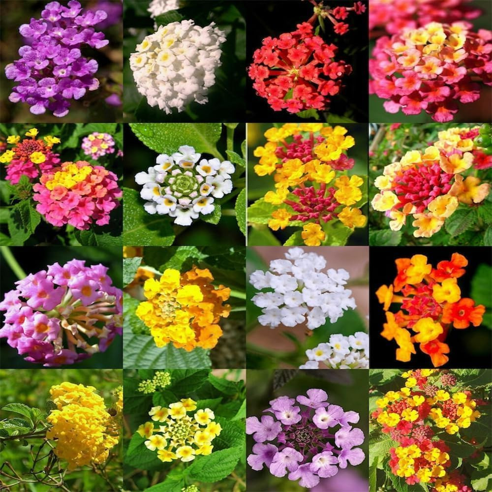 300+Perennial Mix Lantana Camara Flowers Seeds for Planting Outdoors Home Garden