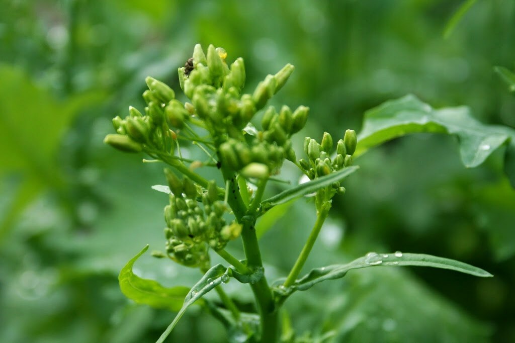 Broccoli Raab Seeds, Early Spring Rapini, Rabe, NON-GMO, FREE SHIPPING