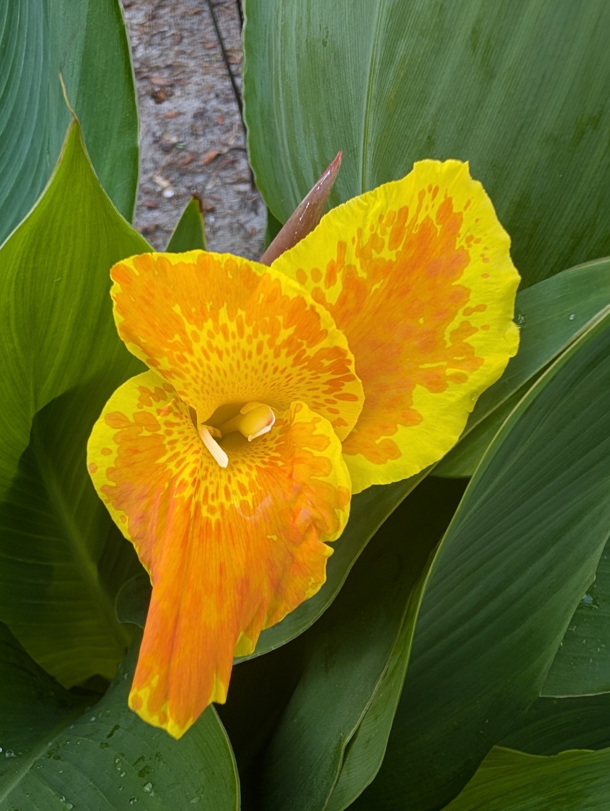 BULK 24+ Canna Rooted Rhizomes bulbs Variety Pack Red Yellow Orange Mixed Lot