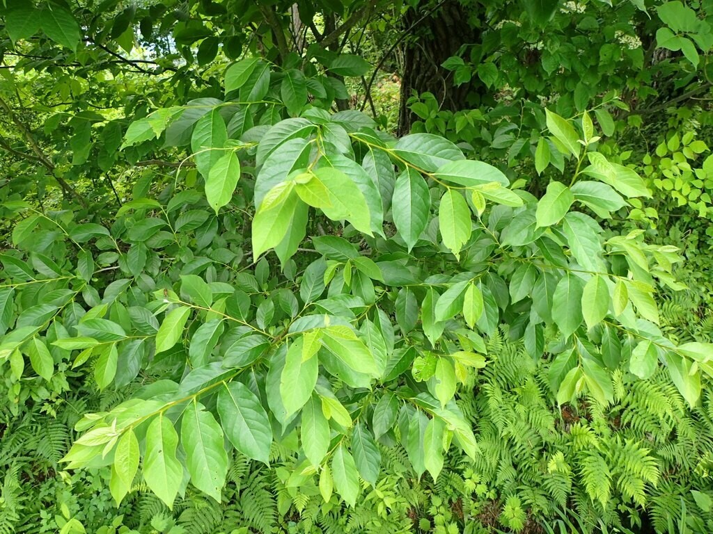 100 Date Plum Tree Seeds – Diospyros Lotus – Persimmon – Free Shipping Bonsai