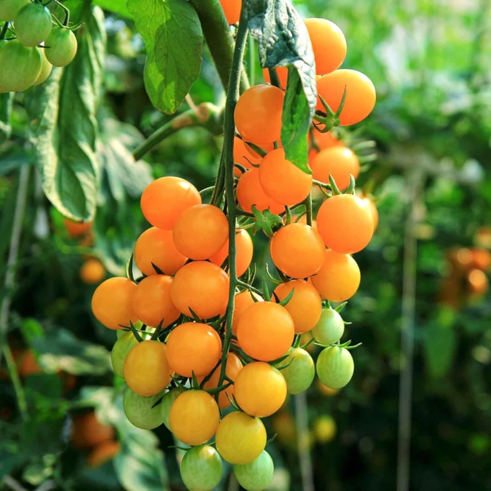 100pcs Patio Choice Yellow Cherry Tomato Seeds – Heirloom, Non-GMO, Super Sweet.