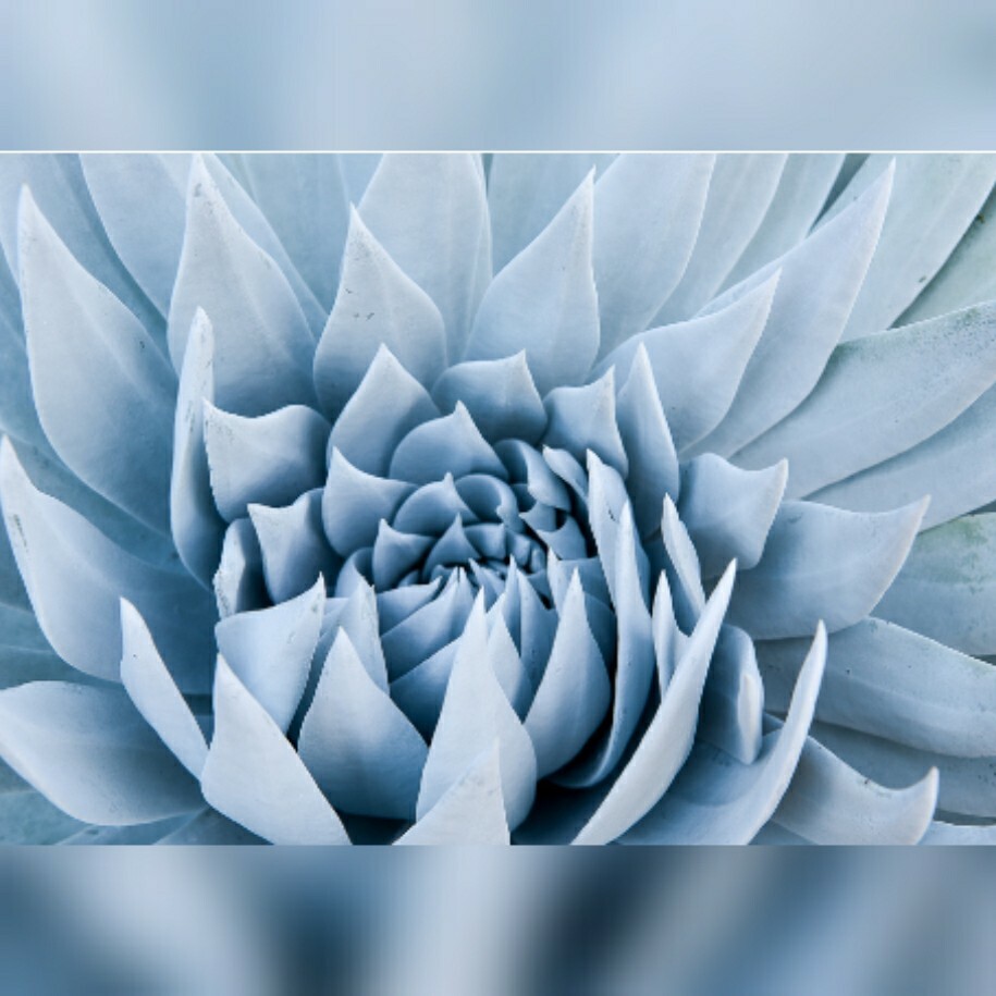 Dudleya Brittonii Giant Chalk Succulent 30 seeds form. Echeveria blue