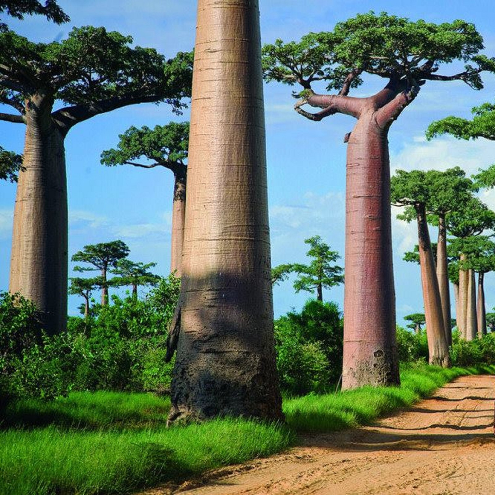 ~BAOBAB~ Tropical Exotic African Prehistoric ~Tree of Life~ Fruit Bonsai 5 Seeds