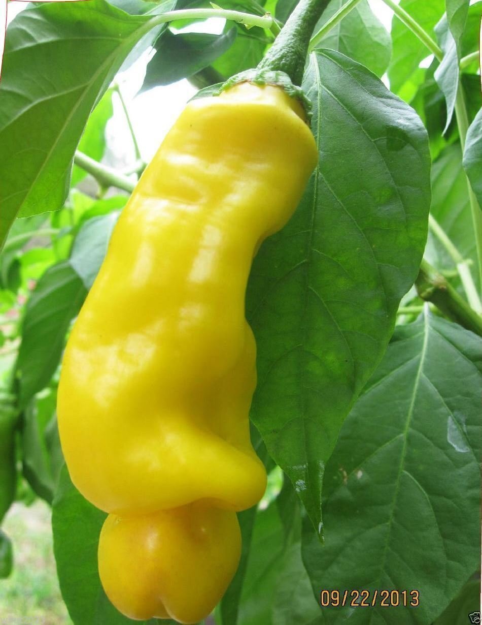 Peter Pepper Seed,Yellow,a.k.a.The Peter Pepper or Penis Pepper,Capsicum annuum.