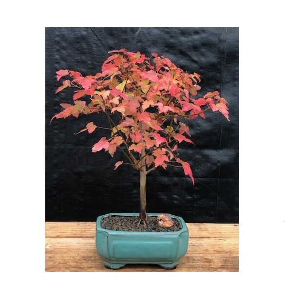 15 yo. Trident Maple Bonsai Tree Acer Buergerianum 10-12″ Tall