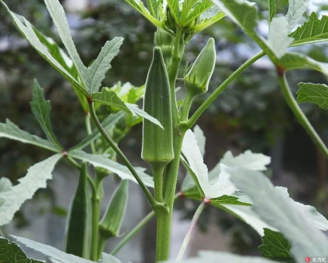 Okra -Green Slim