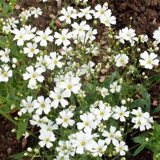 Baby’s Breath WHITE 18″ Tall Cut-Flowers Popular USA Non-GMO Heirloom 2000 Seeds