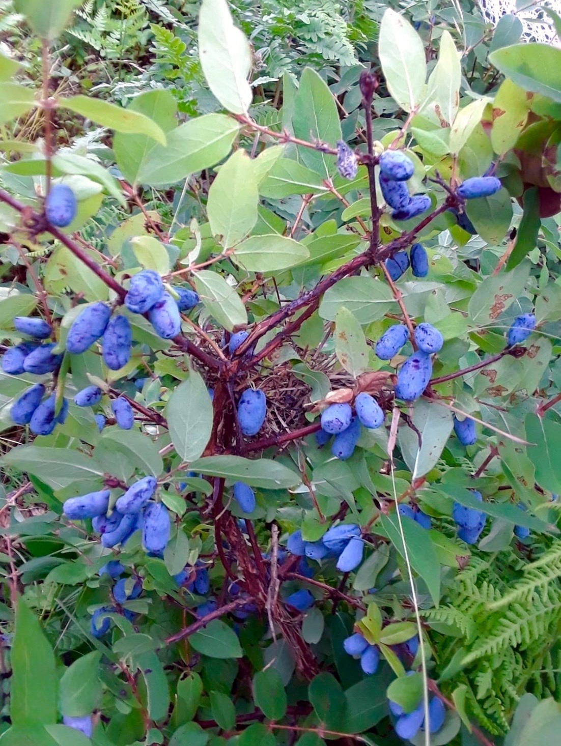 Honeyberry Seeds (Lonicera caerulea) Blue Honeysuckle Fruit Shrub Zone 2 Hardy