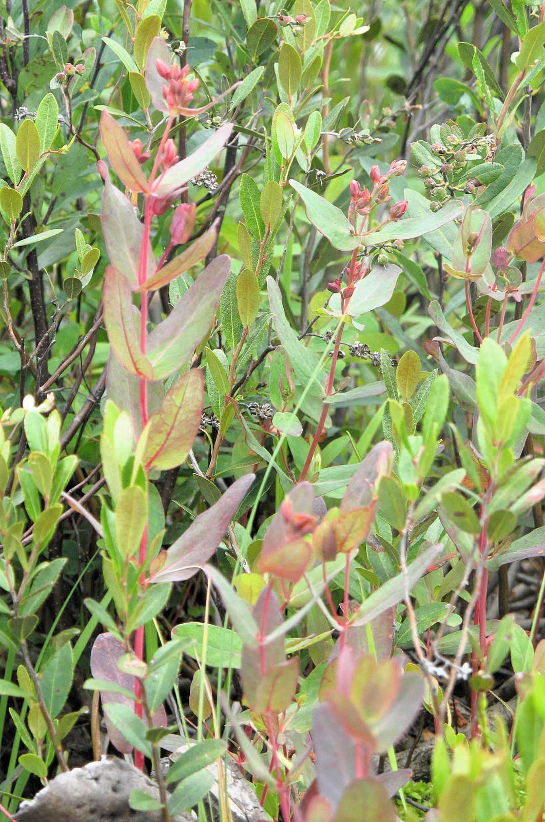 50 MARSH SAINT JOHN’S WORT Hypericum Virginicum Pink Mauve Flower Seeds *CombS/H