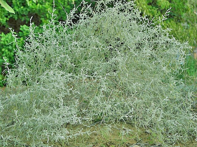 Aerva javanica | Desert Cotton | 100 Seeds
