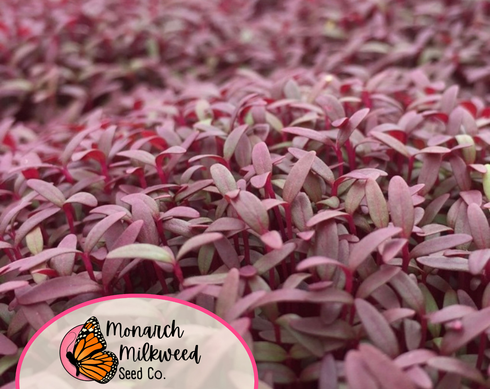 5000+ Amaranth Seeds ‘Red Garnet’ | Heirloom, Non-GMO, Vegetable Gardening Seeds