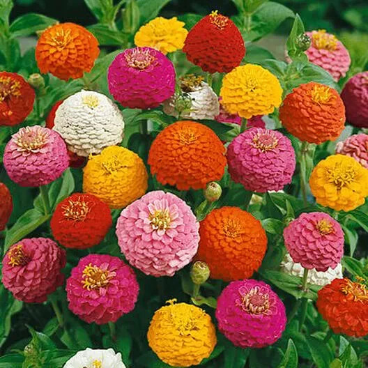 250+ LILLIPUT ZINNIA SEEDS NON – GMO FRESH FOR YOUR FLOWER GARDENS