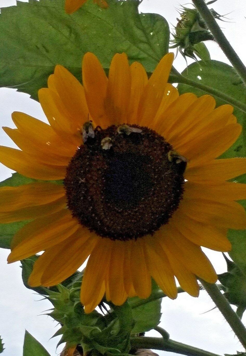 Sunflower #20 Heads w/ Orangeish Yellow Petals & Brown Centers – 15 Seeds