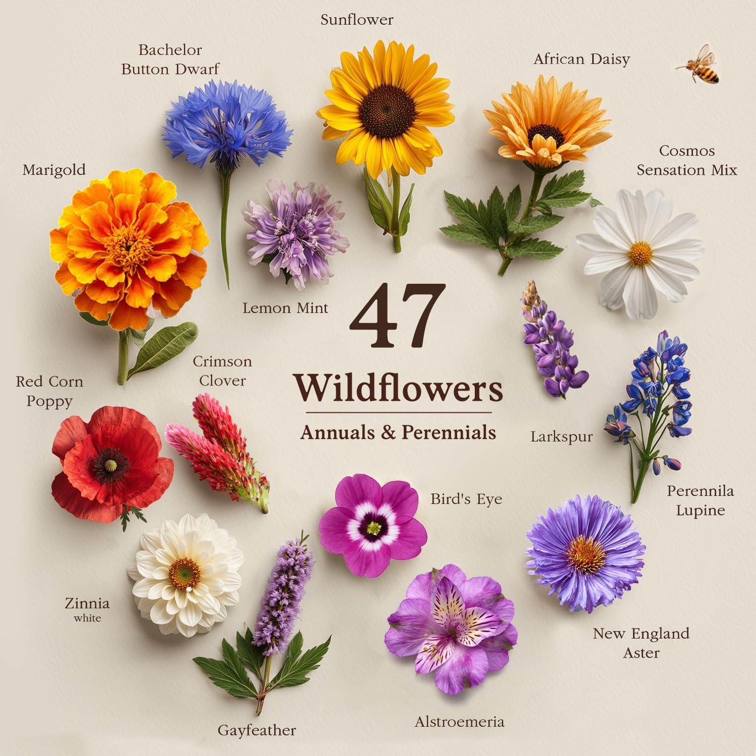 Wildflowers for Pollinators Seed Mix – 8 oz Bulk Wildflower Seeds – 160,000+ …