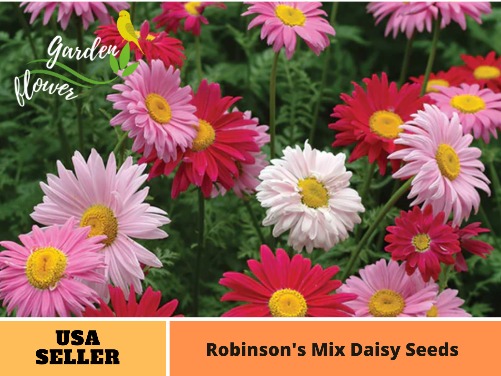 100 Seeds| Robinson’s Mix Daisy Seeds – #N006